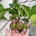 Jabloň domáca (Malus domestica) ´RUBIN´ - zimná, výška 120-150 cm, kont. C5L